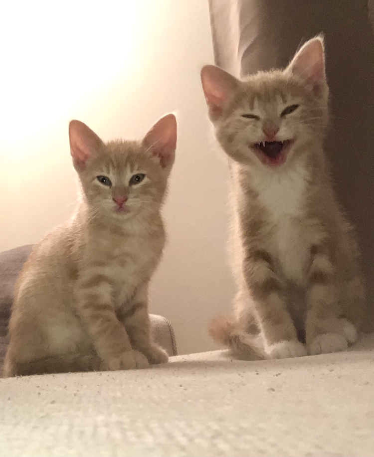 Madison's kittens